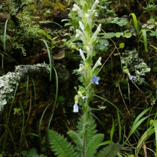 Pedicularis hirtella